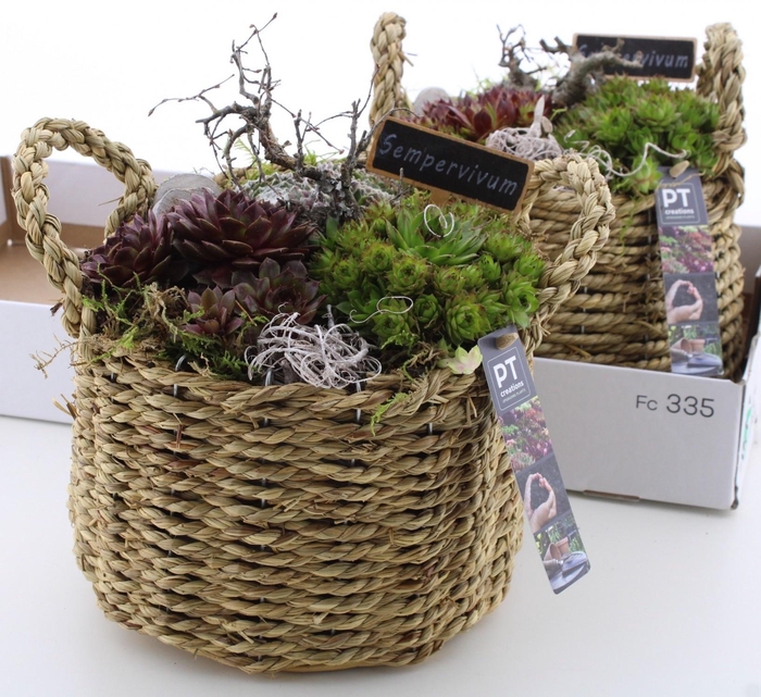 arr8 Arr Sempervivum