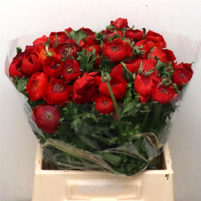 <h4>Ran Su Sr Tango Red Extra</h4>