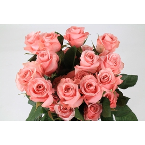 Rosa ec be sweet