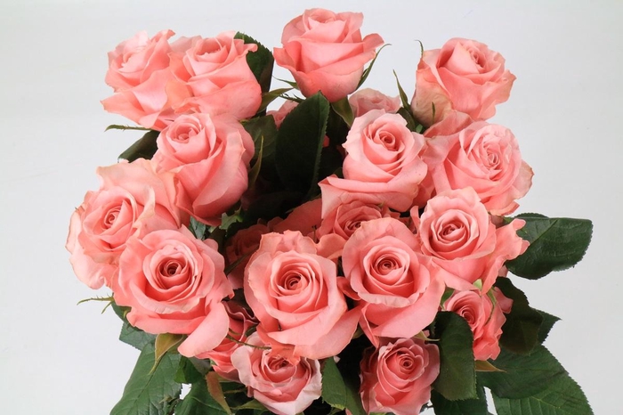 <h4>Rosa ec be sweet</h4>