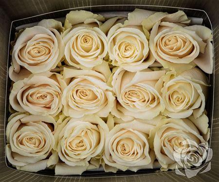 <h4>R Gr Playa Blanca</h4>