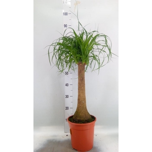 Beaucarnea recurvata