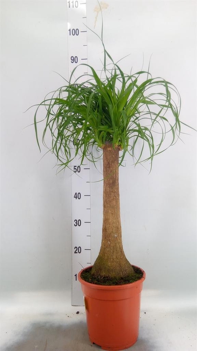 <h4>Beaucarnea recurvata</h4>
