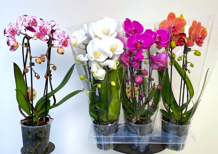 <h4>PHAL EL CASCADE</h4>