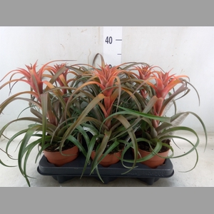 Tillandsia capitata 'Hermosa'