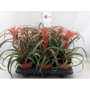 Tillandsia capitata 'Hermosa'