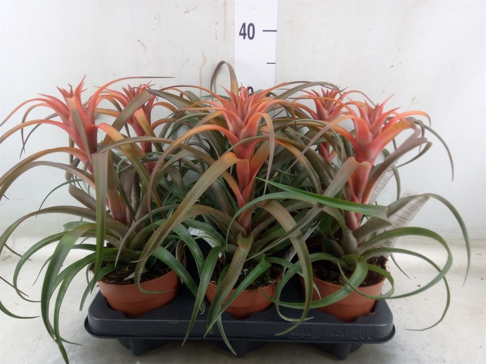 <h4>Tillandsia capitata 'Hermosa'</h4>