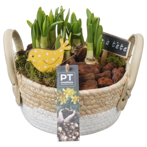 <h4>PTN5152 Arrangementen Narcissus (Other Grp) 'Tête-à-Tête'</h4>