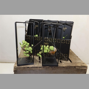 Dischidia Nummulariaepiphyte Collection