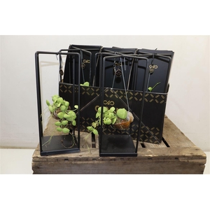 arr8 Dischidia Nummulariaepiphyte Collection