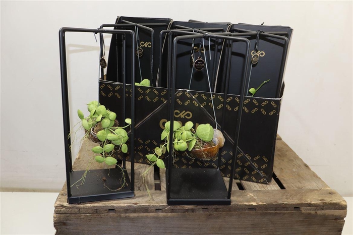 <h4>arr8 Dischidia Nummulariaepiphyte Collection</h4>