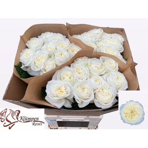 Rs gr Chic White!