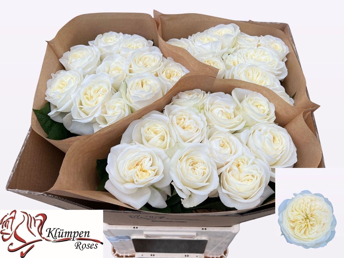 <h4>Rs gr Chic White!</h4>