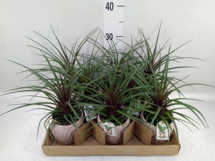 <h4>Tillandsia</h4>
