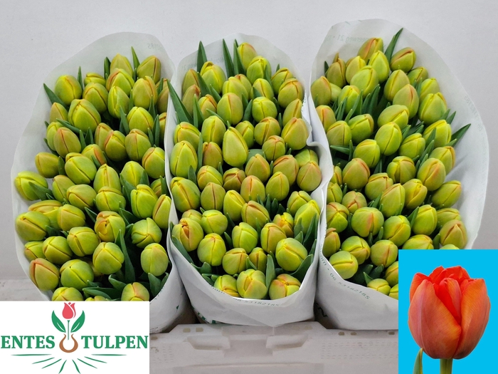 <h4>TU DU ICOON</h4>