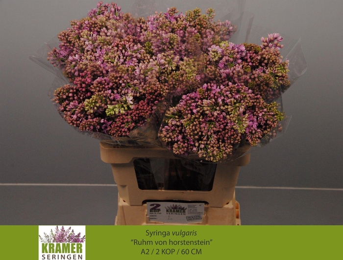 <h4>SYR V R V HORSTENST</h4>