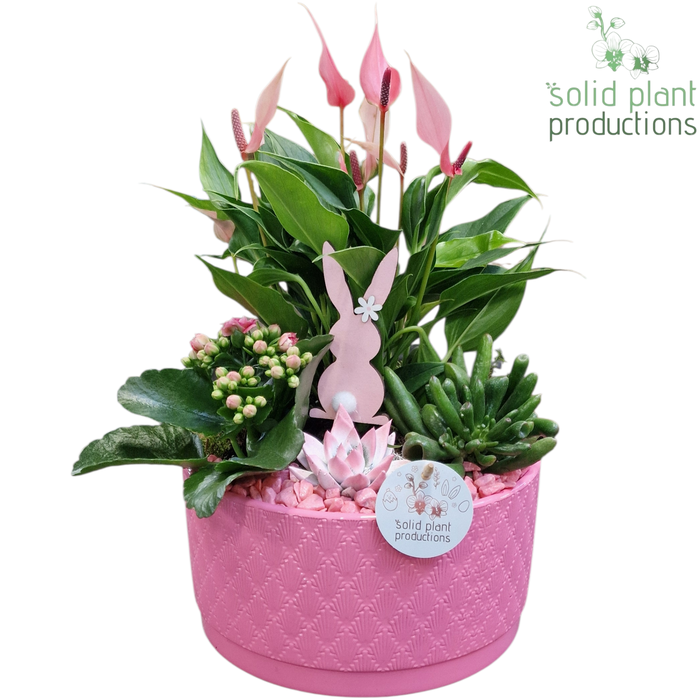 <h4>AE004 Stella Pink Easter</h4>