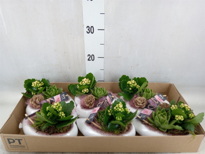 <h4>Arr.   Planten L%</h4>