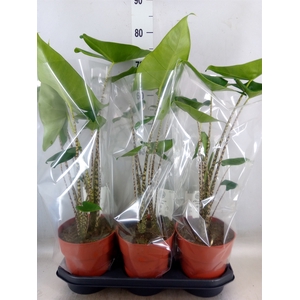 Alocasia zebrina