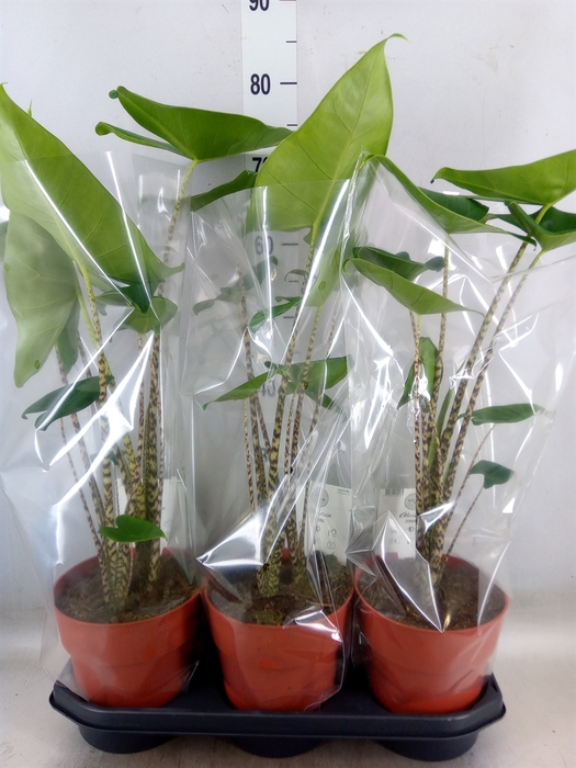 <h4>Alocasia zebrina</h4>
