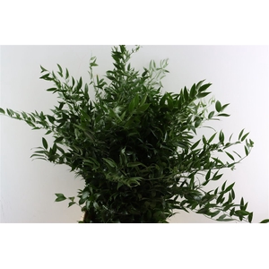 Ruscus Long 4 Stems P Bunch