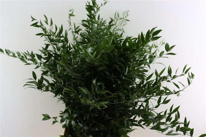 <h4>Ruscus Long 4 Stems P Bunch</h4>