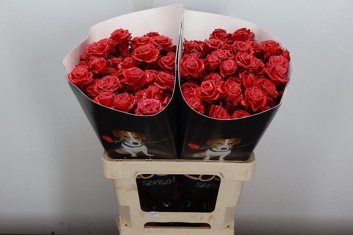 <h4>R Tr Wx Flaming Red Xl</h4>