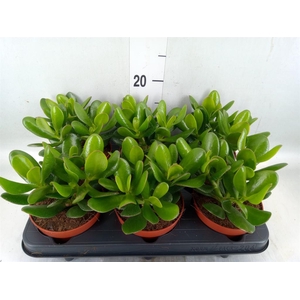 Crassula  'Magical Tree'