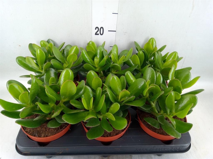 <h4>Crassula  'Magical Tree'</h4>
