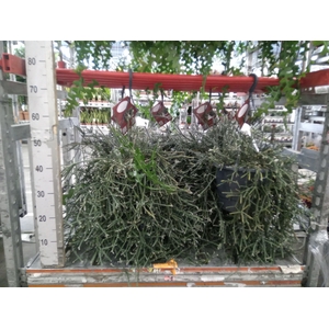 Rhipsalis   ...