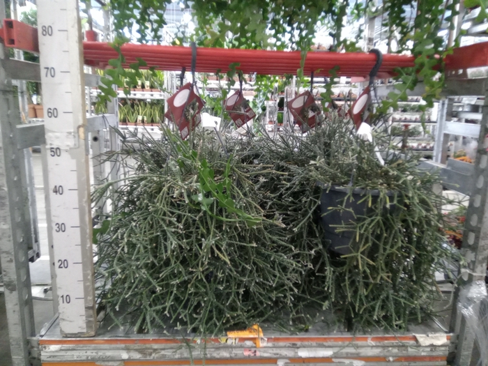 <h4>Rhipsalis   ...</h4>
