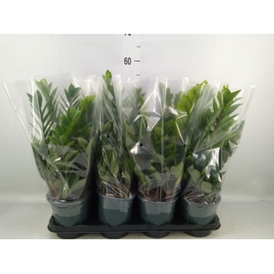 Zamioculcas zamiifolia
