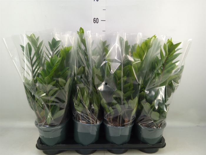 <h4>Zamioculcas zamiifolia</h4>