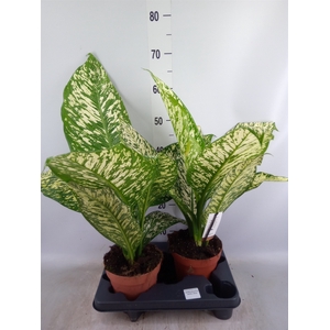 Dieffenbachia