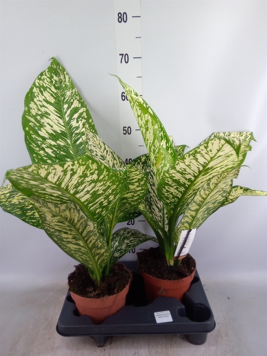 <h4>Dieffenbachia</h4>