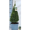 ** Buxu Se Pyramidalis 70cm P19 *spring Deal *