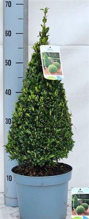 ** Buxu Se Pyramidalis 70cm P19 *spring Deal *