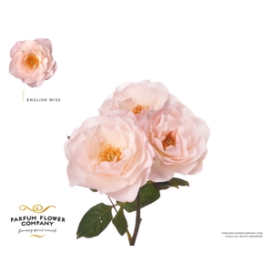 R Tr Parfum English Miss
