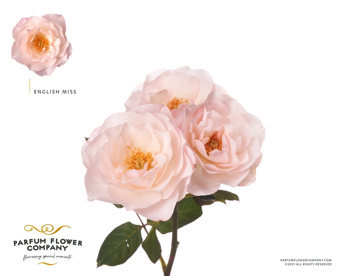 <h4>R Tr Parfum English Miss</h4>