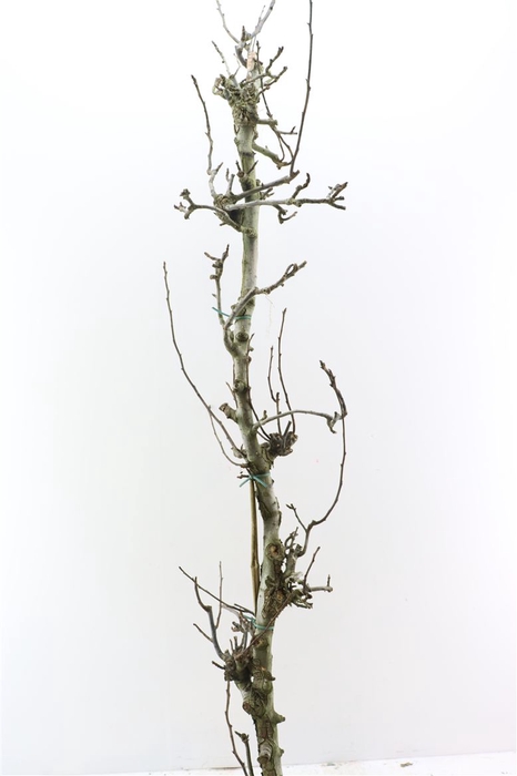 Perenhout Large 200cm Pst