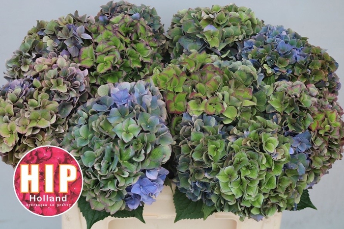 <h4>HYDR M CH RODEO CL</h4>