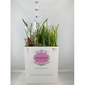 Cymbidium   ...mix