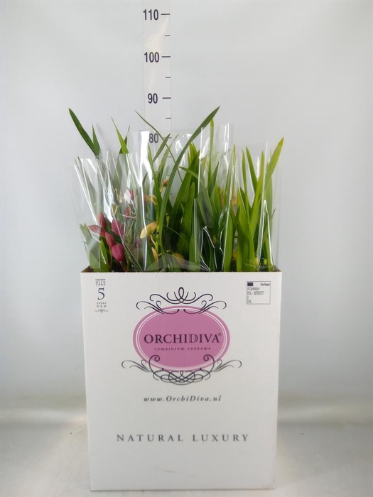 <h4>Cymbidium ...mix</h4>