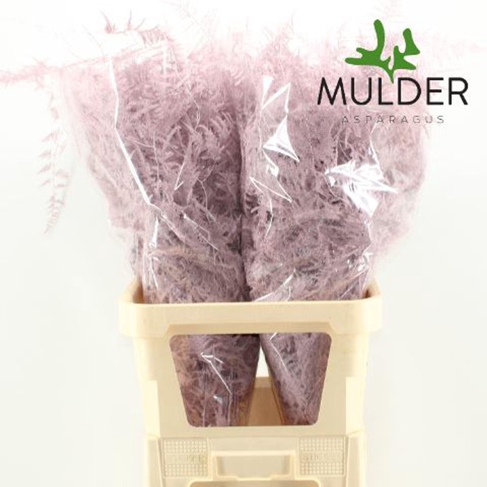 <h4>Asparagus DYED Pink Light</h4>
