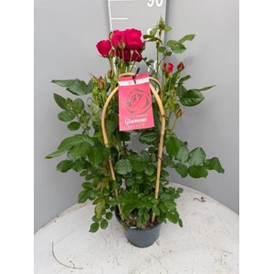 ROSA FL GLAM SELECT