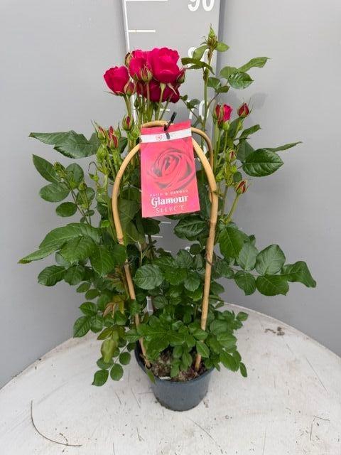 <h4>ROSA FL GLAM SELECT</h4>