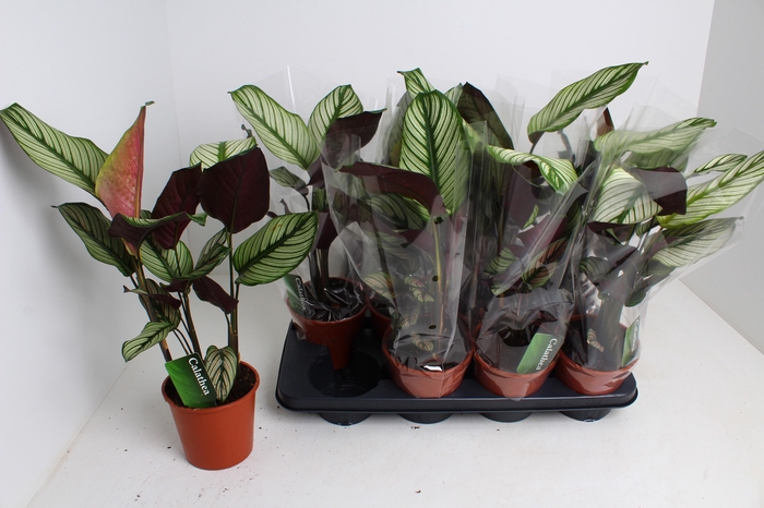 <h4>CALAT MA WHITESTAR</h4>