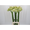 Ornithogalum Saundersiae