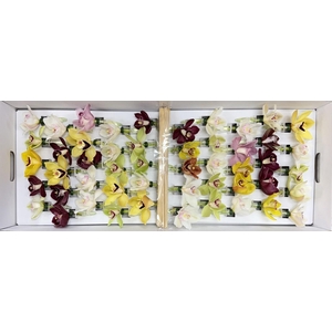CYMB Stok 50 cm MIX