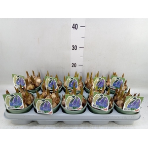 Muscari  'Magic Blue'